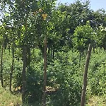 カントリーハウス Podere Don Peppe 1884